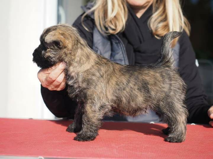 Des Bords De Loire - Cairn Terrier - Portée née le 13/09/2016