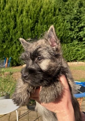 Des Bords De Loire - Chiots disponibles - Cairn Terrier