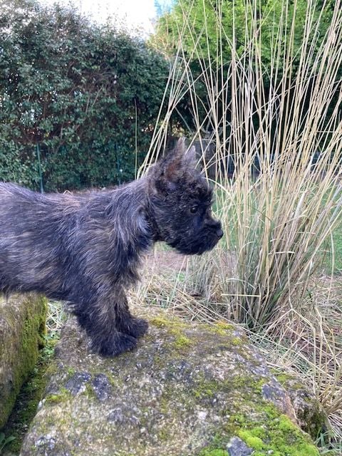 Des Bords De Loire - Cairn Terrier - Portée née le 23/10/2024