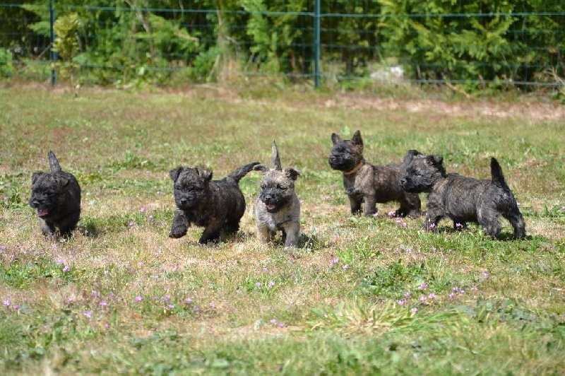 Des Bords De Loire - Cairn Terrier - Portée née le 25/02/2014