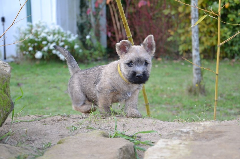 Des Bords De Loire - Cairn Terrier - Portée née le 25/08/2015