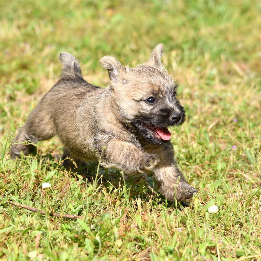 Des Bords De Loire - Cairn Terrier - Portée née le 26/05/2020