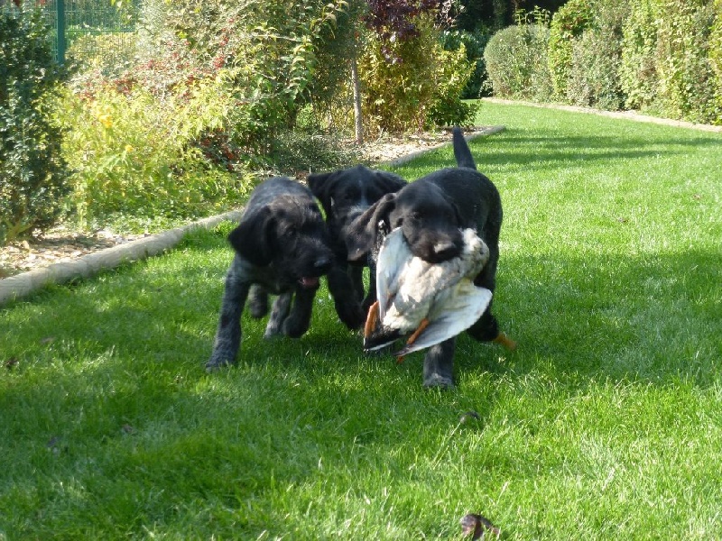 Chiot Chien d'arrêt allemand à poil dur Des Bois De Perrignier