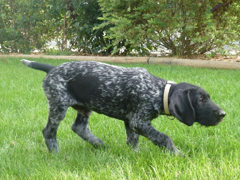 Des Bois De Perrignier - Chiots disponibles - Chien d'arrêt allemand à poil dur