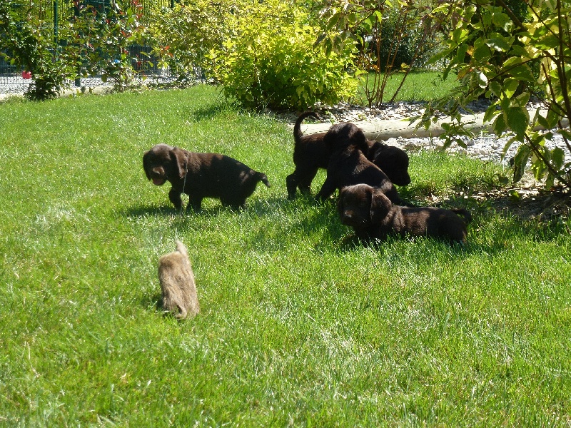 Des Bois De Perrignier - Chien d'Oysel allemand - Portée née le 29/06/2013