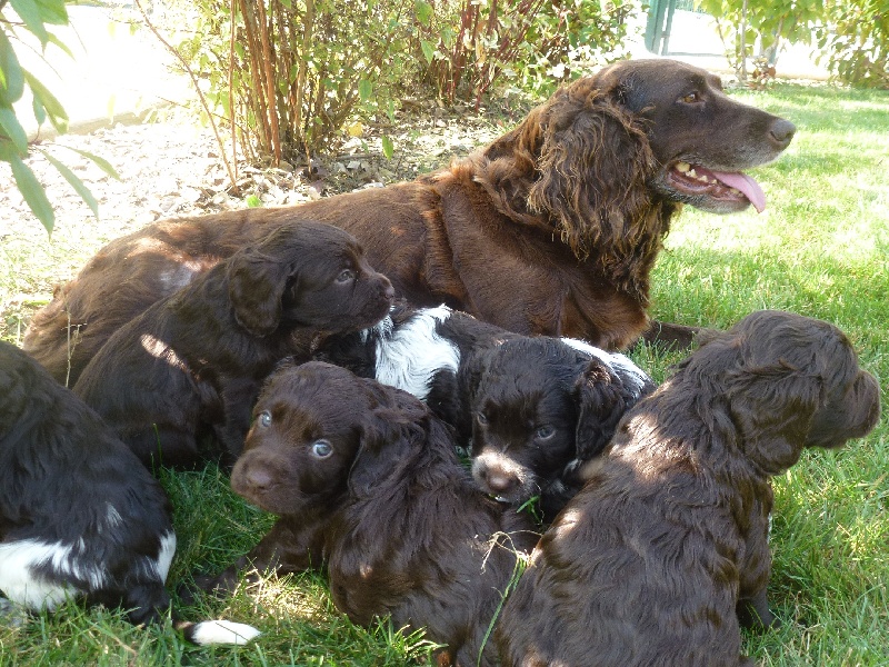 Des Bois De Perrignier - Chien d'Oysel allemand - Portée née le 03/09/2014