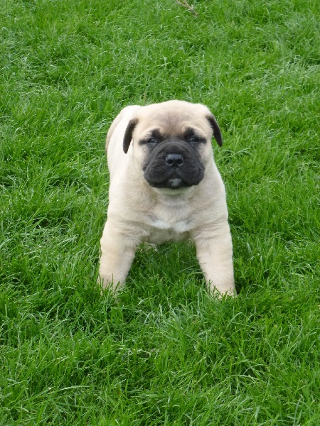 Des Bois De Perrignier - Bullmastiff - Portée née le 25/03/2013