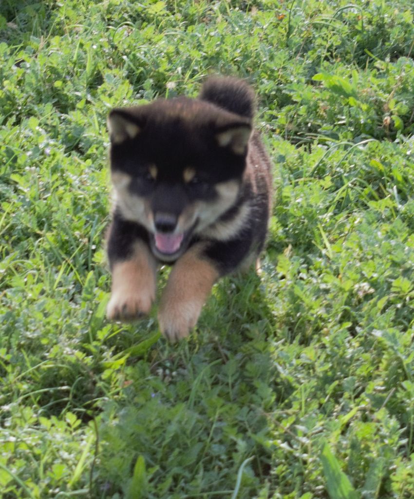 Rakuen Oka - Shiba - Portée née le 06/09/2022