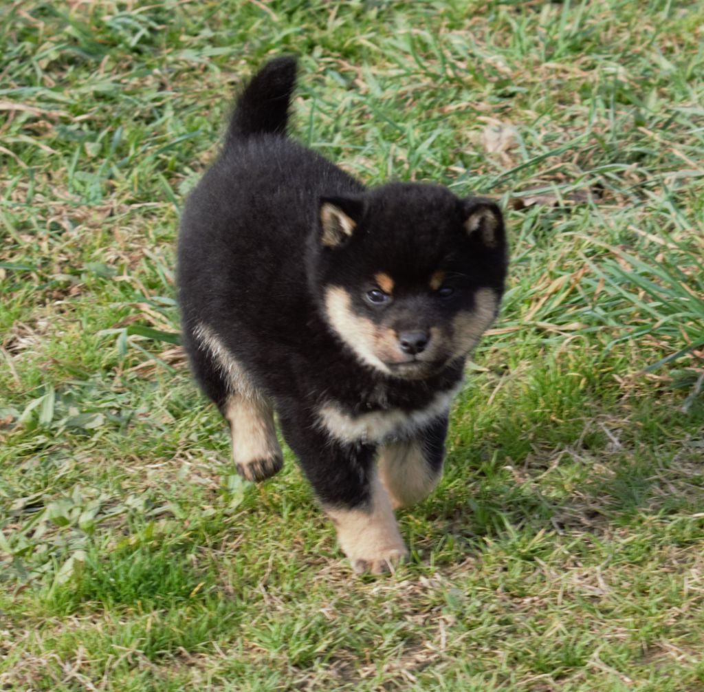 Rakuen Oka - Shiba - Portée née le 16/11/2022