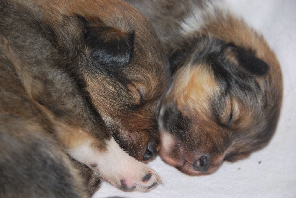 Chiots Shetland