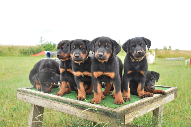 Chiot Berger de Beauce Des Reflets De Braises