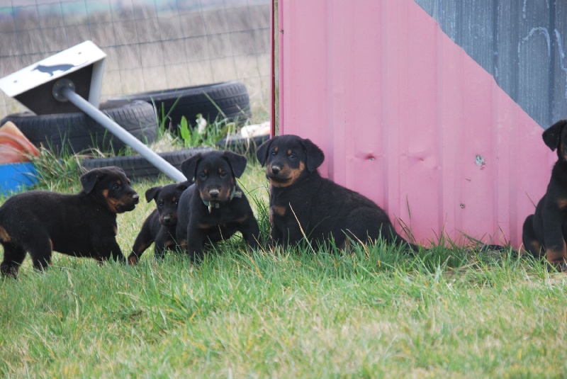 Chiot Berger de Beauce Des Reflets De Braises