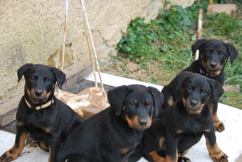 Chiot Berger de Beauce Des Reflets De Braises