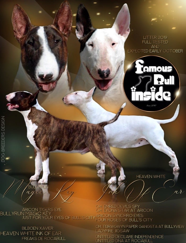 Famous Bull Inside - Bull Terrier - Portée née le 02/10/2019