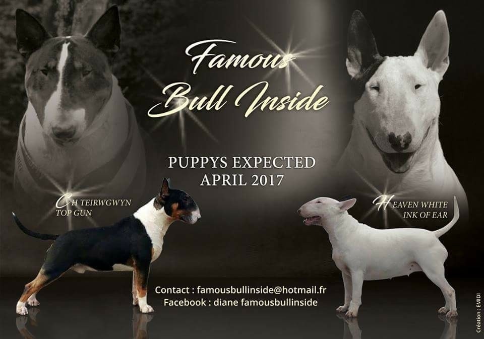 Famous Bull Inside - Bull Terrier - Portée née le 07/04/2017