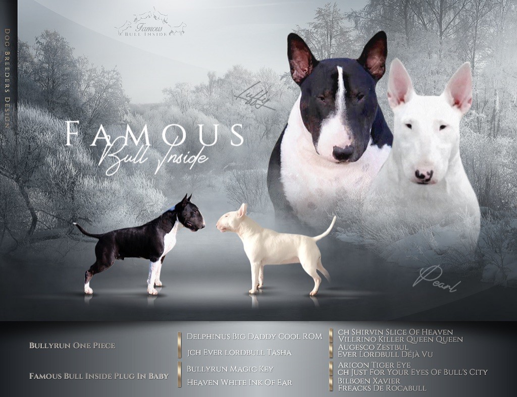 Famous Bull Inside - Bull Terrier - Portée née le 12/10/2021