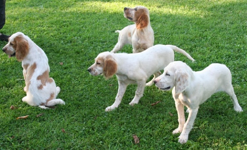 Chiot Setter Anglais Du fer servadou