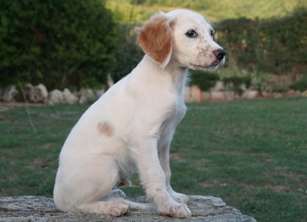 Du fer servadou - Chiots disponibles - Setter Anglais