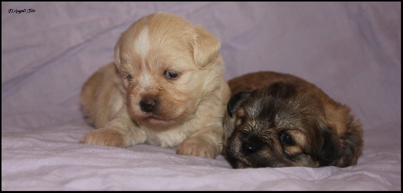 Chiot Lhassa Apso D'Angéli Fée