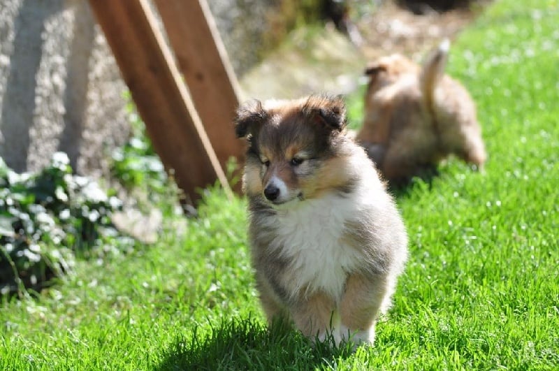 Dame Vanoise Peint La Boheme - Shetland Sheepdog - Portée née le 07/04/2016