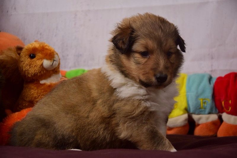 Dame Vanoise Peint La Boheme - Shetland Sheepdog - Portée née le 31/08/2017