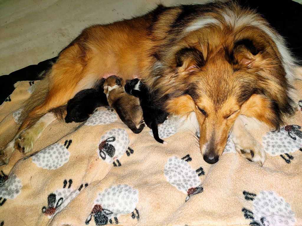 Dame Vanoise Peint La Boheme - Shetland Sheepdog - Portée née le 24/10/2022