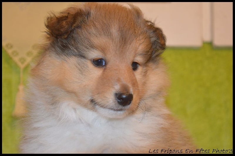 Dame Vanoise Peint La Boheme - Shetland Sheepdog - Portée née le 04/11/2015