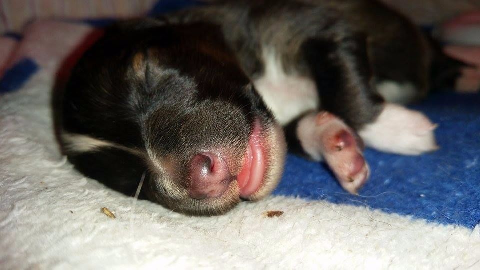 Dame Vanoise Peint La Boheme - Shetland Sheepdog - Portée née le 16/03/2017