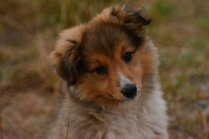 Dame Vanoise Peint La Boheme - Shetland Sheepdog - Portée née le 10/05/2016