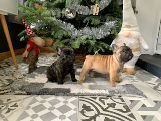 Mise a jour des photos des chiots le 20/12/2022