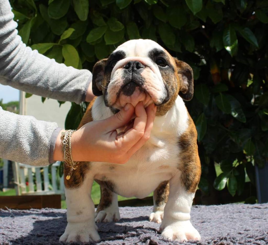 Du Souvenir De Flo'renza - Chiots disponibles - Bulldog Anglais