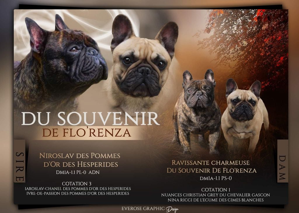 Chiot Bouledogue français Du Souvenir De Flo'renza