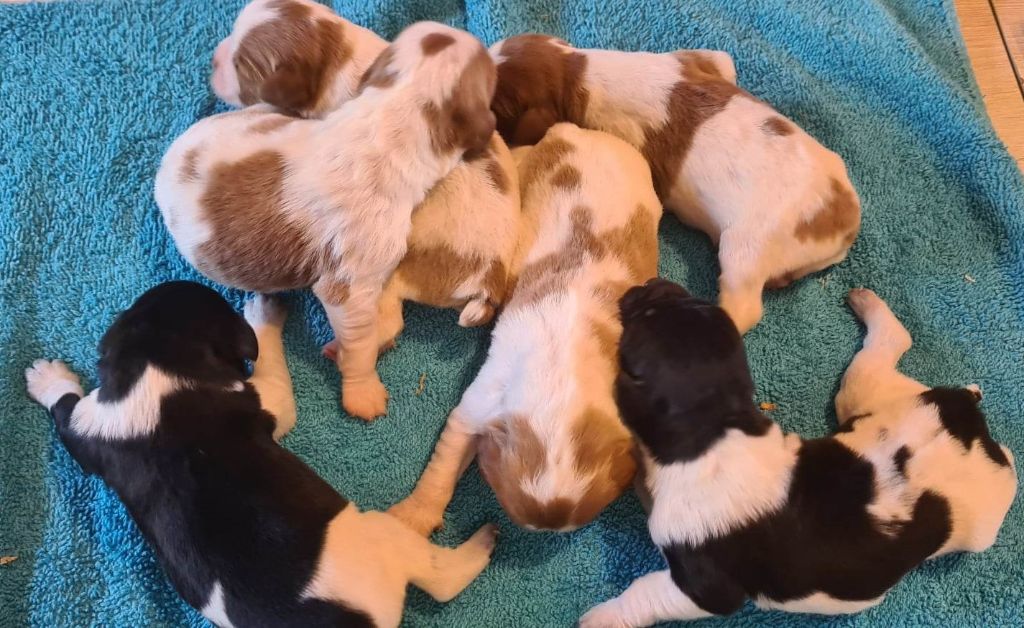 au Royaume Des Minis Stars - CHIOTS DISPONIBLE 