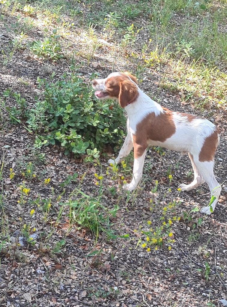 au Royaume Des Minis Stars - Epagneul Breton - Portée née le 10/05/2023