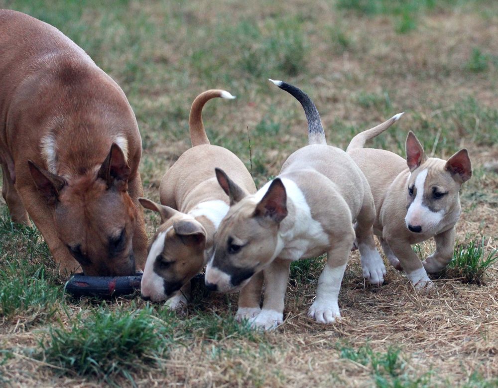 Trick or treat - Chiots disponibles