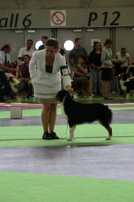 Des Bergers D'azur - PARIS WORLD DOG SHOW 2011