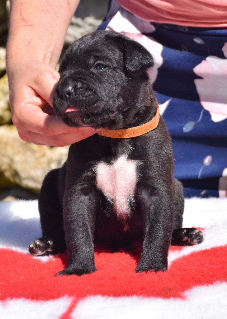 Des Gardiens Du Grand Listrac - Cane Corso - Portée née le 02/06/2020