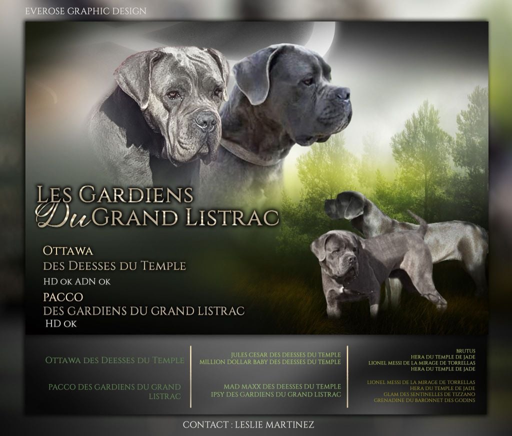 Des Gardiens Du Grand Listrac - Cane Corso - Portée née le 06/04/2023