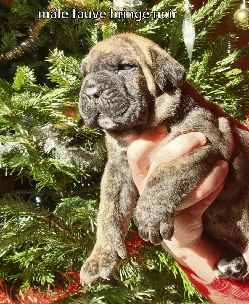 Des Gardiens Du Grand Listrac - Cane Corso - Portée née le 26/11/2021