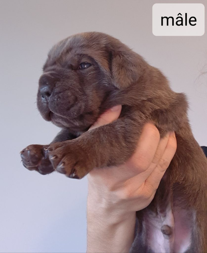 Des Gardiens Du Grand Listrac - Cane Corso - Portée née le 18/12/2020