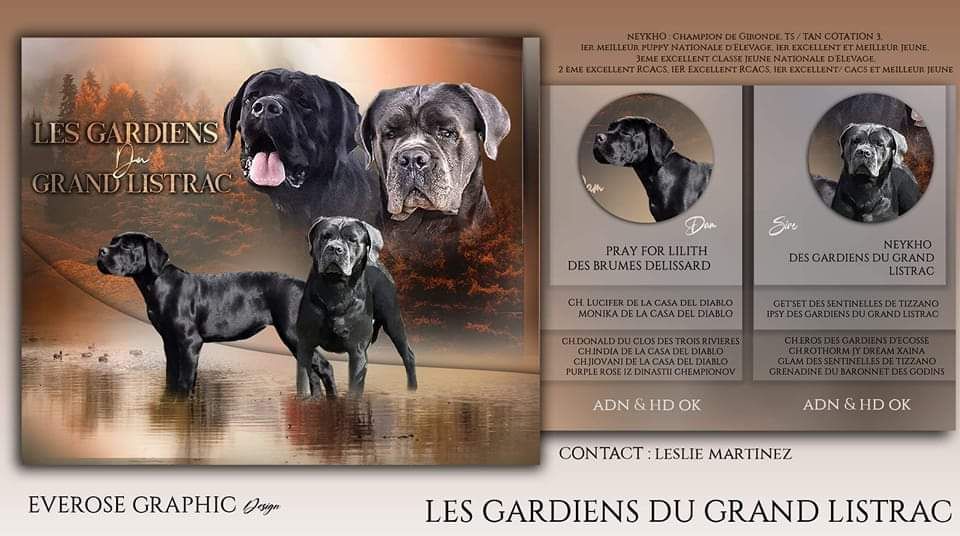 Des Gardiens Du Grand Listrac - Cane Corso - Portée née le 28/10/2022