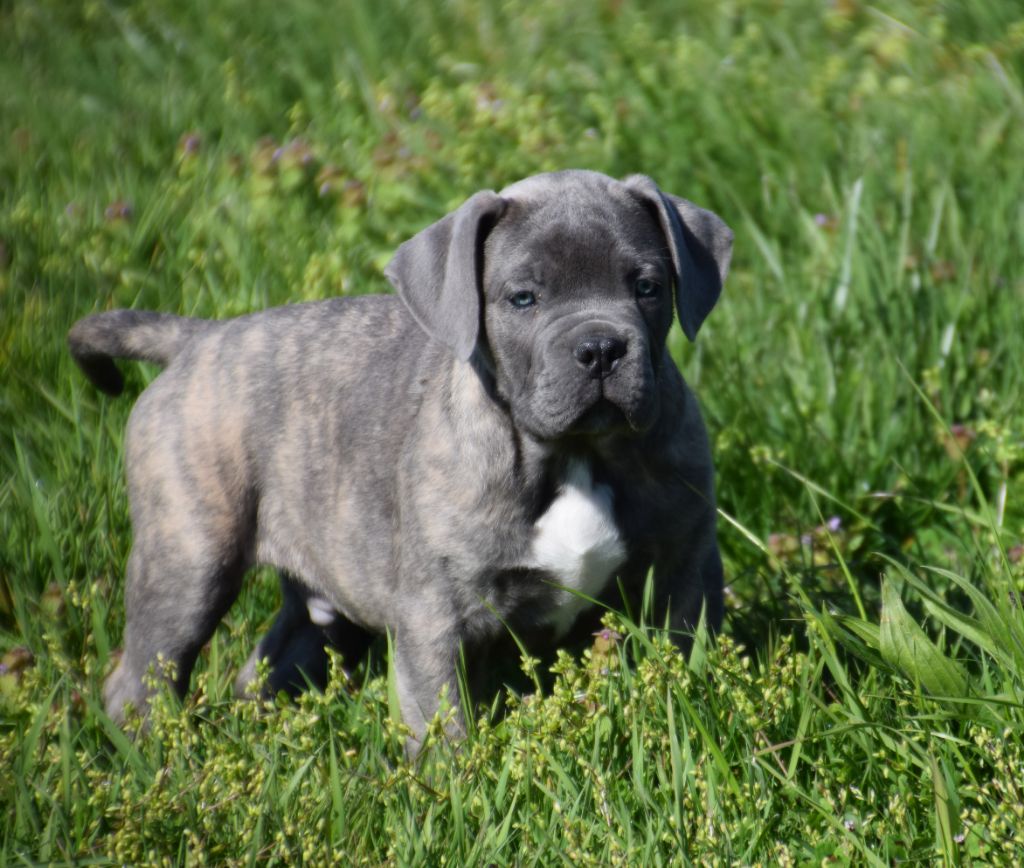 Des Gardiens Du Grand Listrac - Cane Corso - Portée née le 25/01/2019