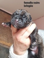 CHIOT noire bringée (Shelbie)