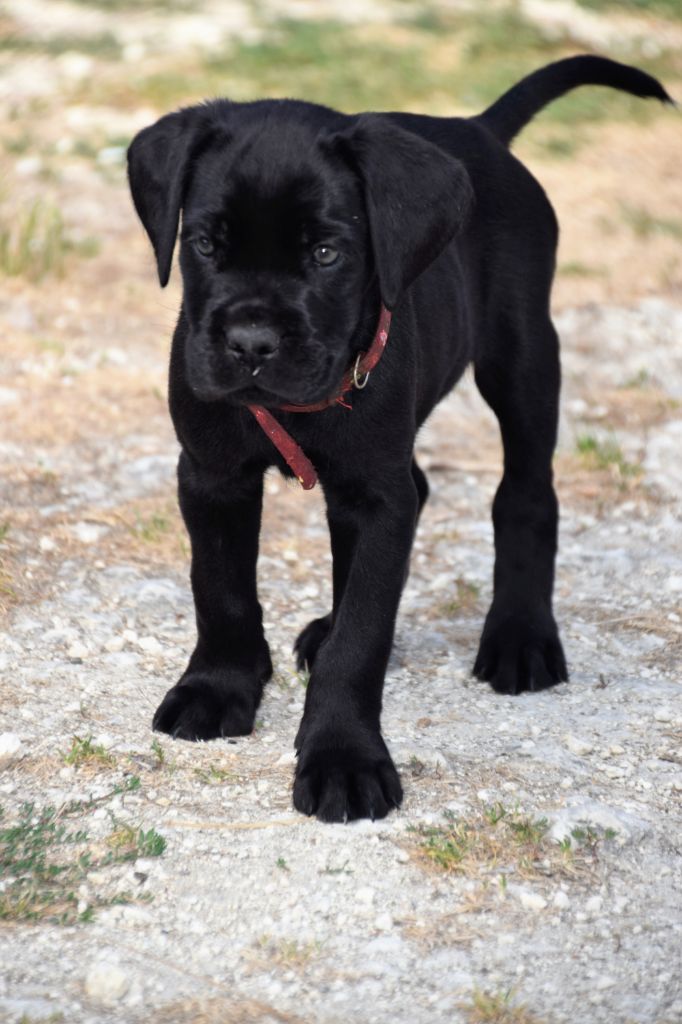 Des Gardiens Du Grand Listrac - Cane Corso - Portée née le 22/06/2018