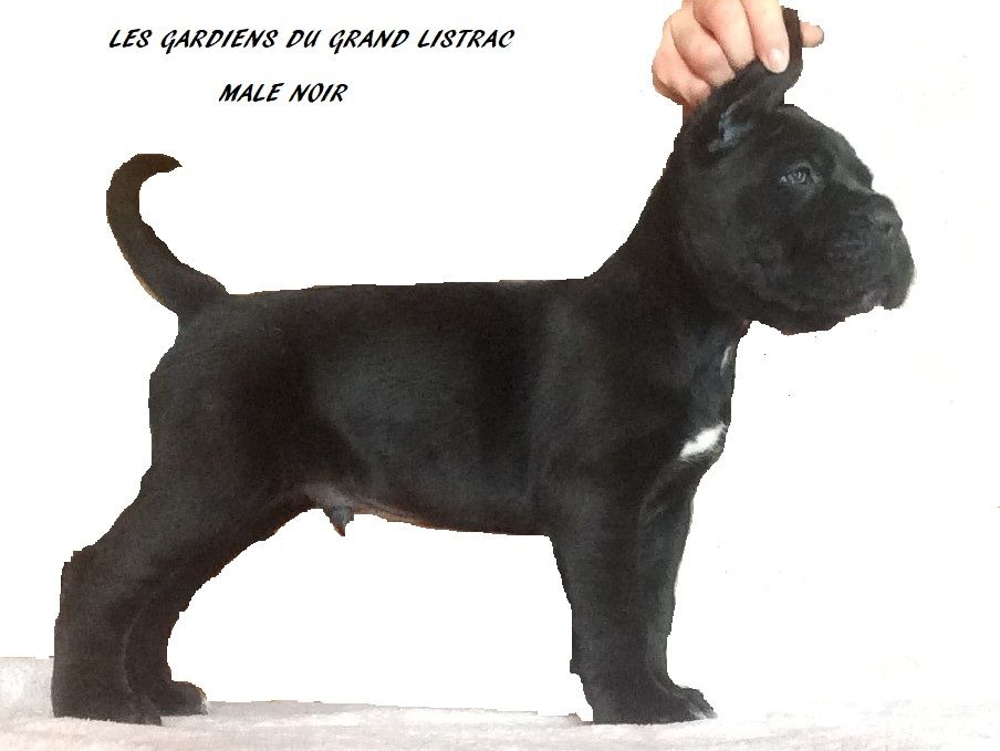 Des Gardiens Du Grand Listrac - Cane Corso - Portée née le 24/12/2017