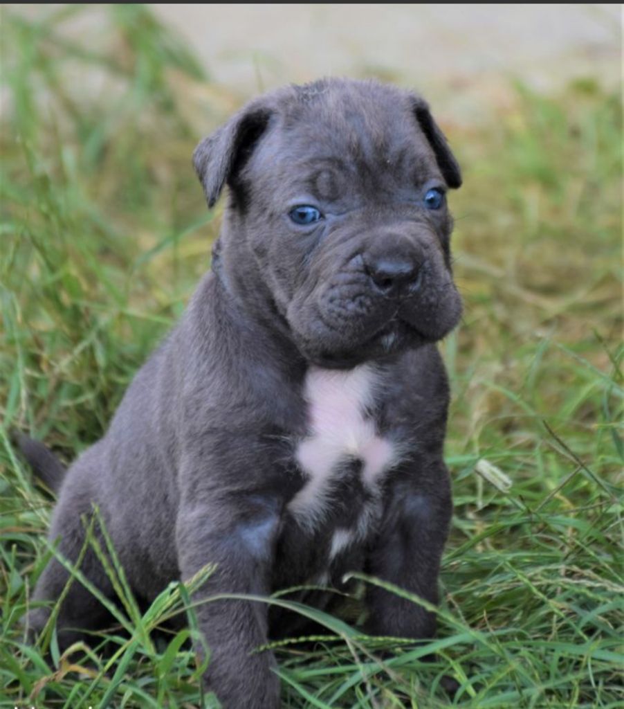 Des Gardiens Du Grand Listrac - Cane Corso - Portée née le 22/08/2020