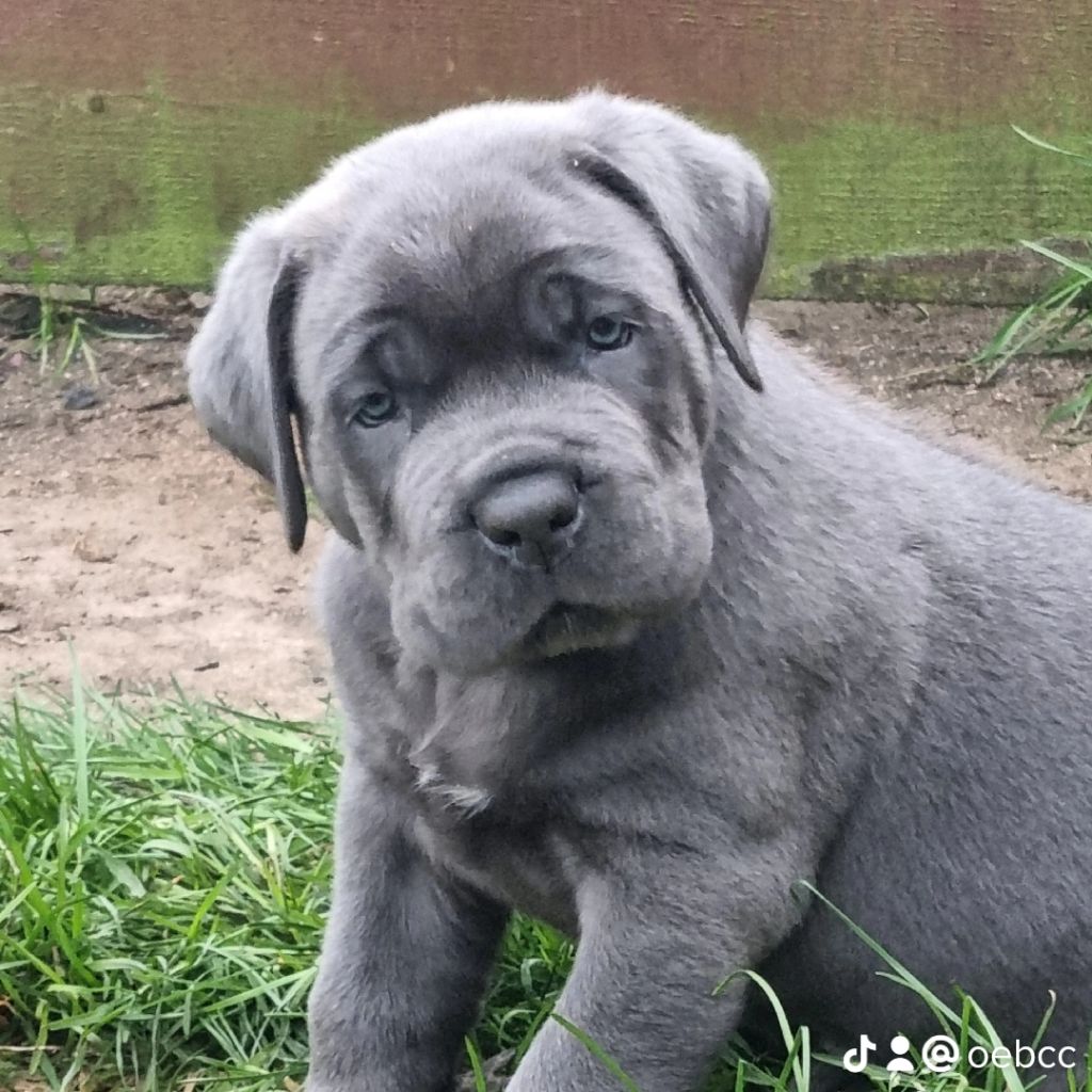 Des Gardiens Du Grand Listrac - Cane Corso - Portée née le 18/12/2022