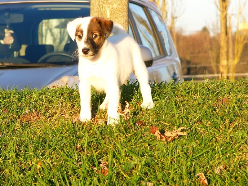 Chiot Fox Terrier Poil lisse De La Rivière Landelot