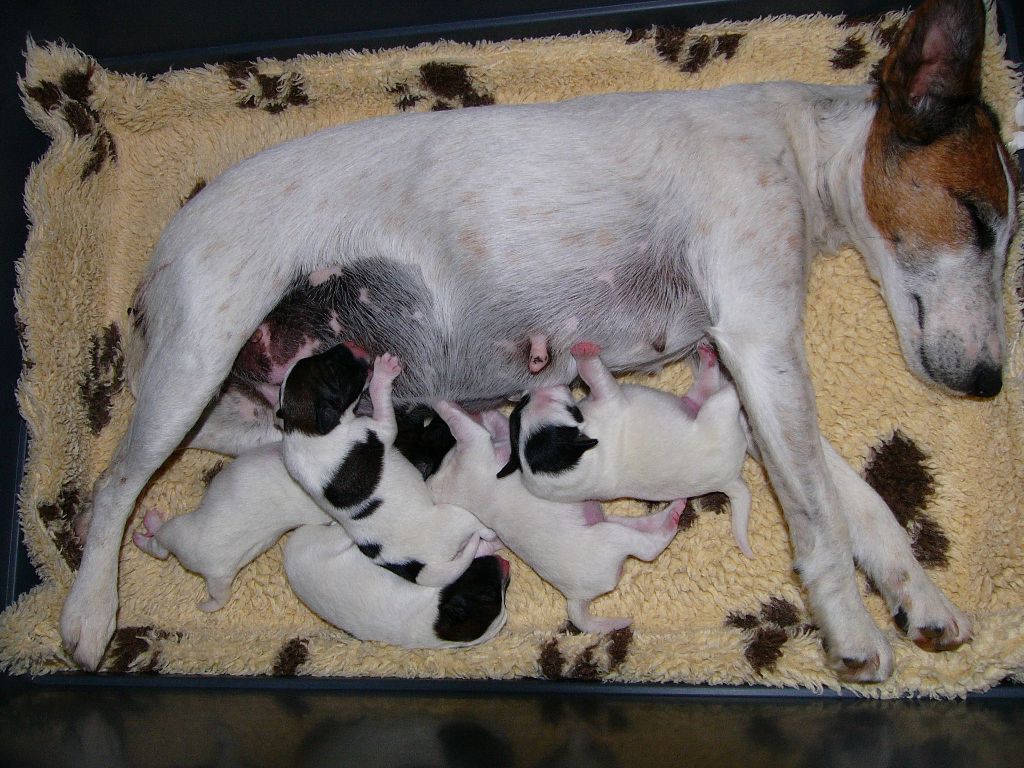 Chiot Fox Terrier Poil lisse De La Rivière Landelot