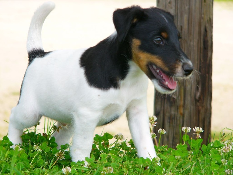 Chiot Fox Terrier Poil lisse De La Rivière Landelot